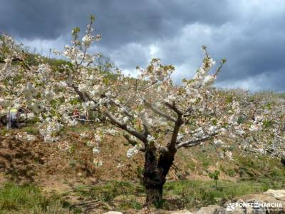 Cerezos flor_Valle del Jerte;senderismo definicion parque nacional los picos de europa año nuevo ma